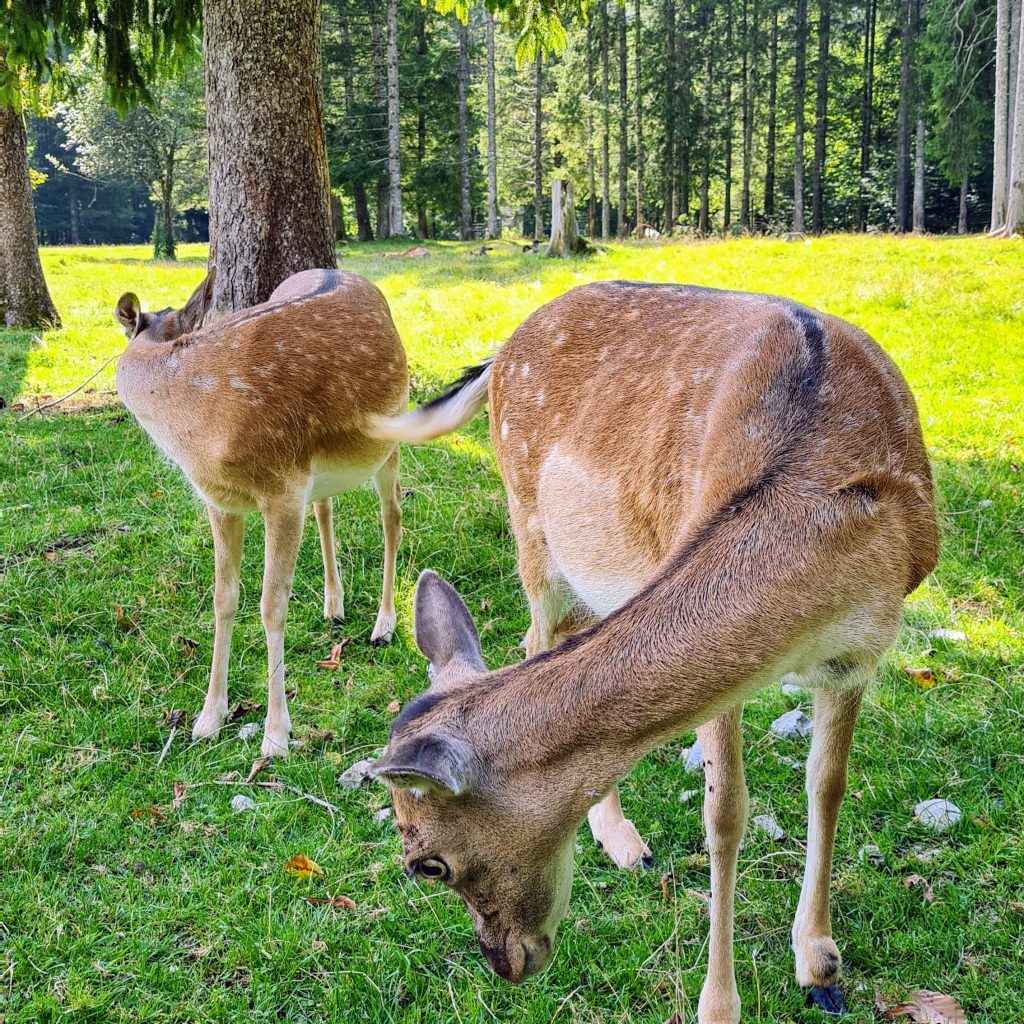 Die Tiere des Waldes - Waldvielfalt